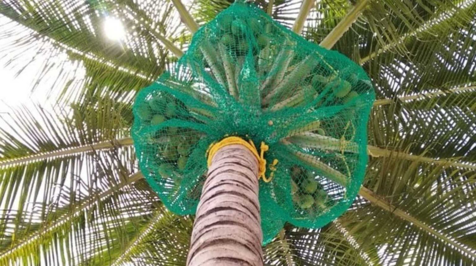 Coconut Tree Safety Nets installed around a coconut tree